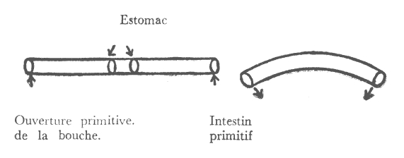 Ouverture primitive de la bouche | Intestin primitif